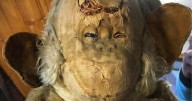Is 150-year-old ‘haunted monkey’ the best Halloween decor?