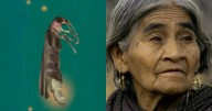 ¡María Sabina! es el nombre célebre para la luciérnaga descubierta en Chapultepec