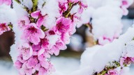 How To Keep Your Peach Tree Happy & Healthy All Winter For A Tasty Harvest Next Year