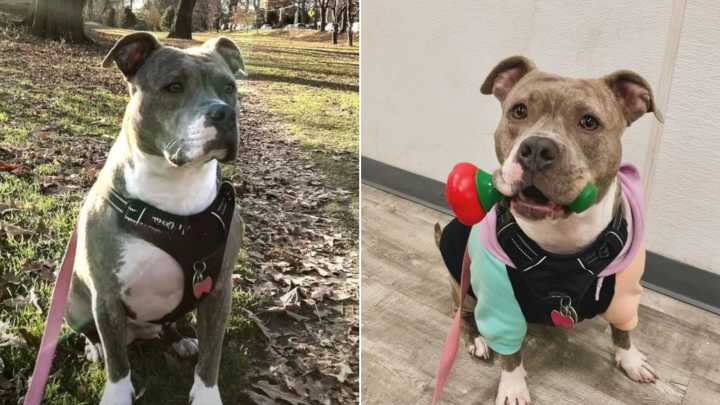 New York Rescue Dog Bonds With Owner, Then Steals Her Boyfriend’s Heart Too