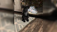 Woman In Florida Brings Home “Black Lab” Puppy Only To Find Out His Real Breed Later