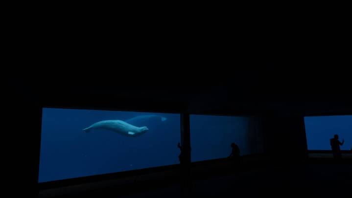 Marineland’s request for federal funds to care for belugas ‘inappropriate’: minister