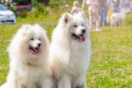 10 Best Dog Multivitamin Products for Samoyeds