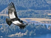 Buscan crear nuevo clan de cóndor de California