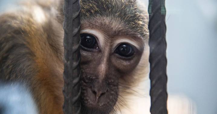 'Monkey-crushing' trial uncovers horror of animal torture ring