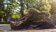 How Much Will It Really Cost You To Move A Tree In Your Yard?