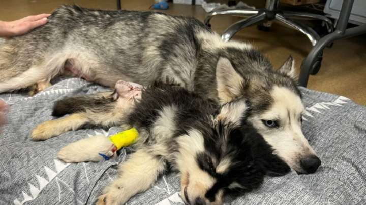 Kentucky Mama Dog Breaks Down In Tears While Separated From Her Puppy During Rescue