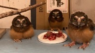 Shrinking funds pinch Corvallis wildlife rehab facility