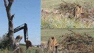 Denuncian ecocidio por tala masiva de álamos en Delicias