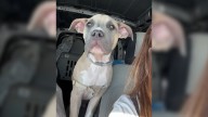 Pup Left On Missouri Highway Is Saved And Adopted By Family Across State Lines