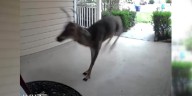 Deer head-butt their way into home, crashing through glass storm door