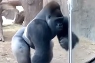 Clip of AI Gorilla Cracking Glass Enclosure Goes Viral, Fooling Millions