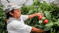 Pimiento de Guanajuato en Japón: 16 años de espera por un acuerdo comercial
