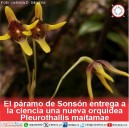 El páramo de Sonsón entrega a la ciencia una nueva orquídea Pleurothallis maitamae