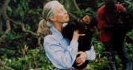 Jane Goodall dies at 91