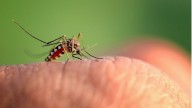 For First Time, Mosquitoes Found In Iceland After Country Records Record Heat