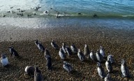 Cómo es el Parque Nacional Monte León: un paraíso en Santa Cruz