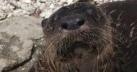 Cape May Zoo otter dies after stroke