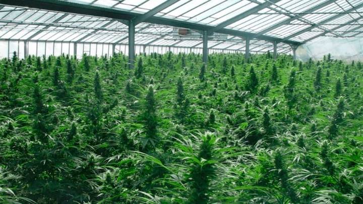 Las claves de la regulación del cannabis para su uso medicinal