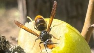 El Govern confirma la presencia del avispón oriental en Mallorca que caza abejas y pica la fruta