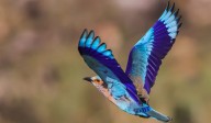 Indian Roller, Telangana’s state bird, listed in IUCN red list, experts raise alarm