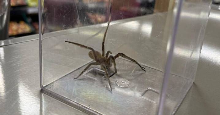 Horror as one of world's most dangerous spiders found in bunch of bananas