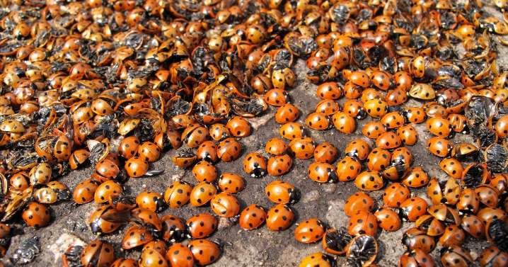 Ladybirds 'invading homes' in Stoke-on