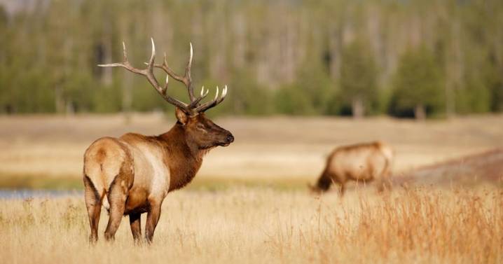 CWD detected in a new Wyoming hunt area