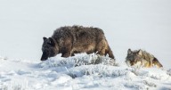 Montana wolf advocacy groups seek to intervene in lawmakers' suit challenging quotas