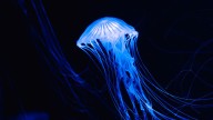 Blue Jellyfish Have Specialized Tissues in Place of Eyes, Brains, and More