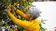 Should You Fertilize Your Fruit Tree In The Fall? What To Do Now For A Bigger Harvest