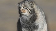 Los zoólogos no dan crédito: una cámara trampa logra filmar por fin al gato más huidizo del mundo