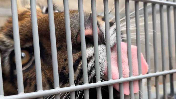 Rescatan a Tigresa de Predio Cerrado en Villa Hidalgo, Jalisco; Se Encuentra Bajo Resguardo