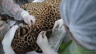 Milagro en el Amazonas: salvan a un jaguar con más de 30 perdigones en el cuerpo