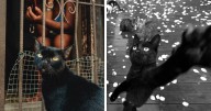 27 Captivating Street Photos Of Black Cats