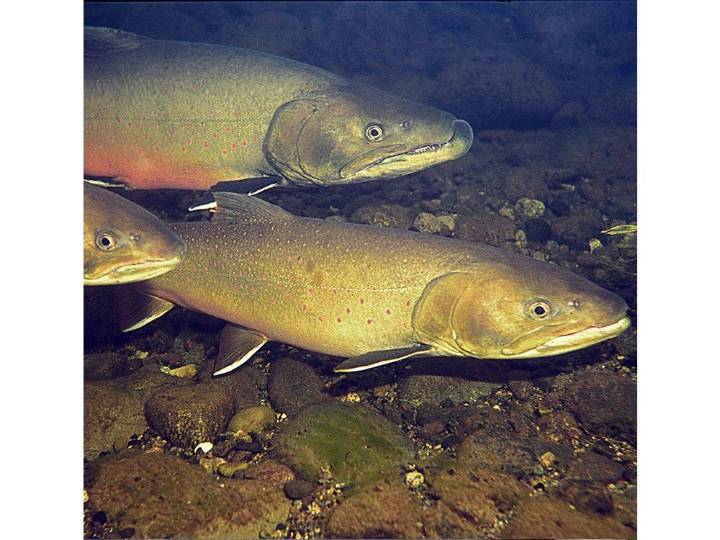 Once plentiful, now threatened: The fate of the bull trout is also ours