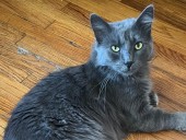 Frumpy Mom: The life of a cat person. Who has a dog.