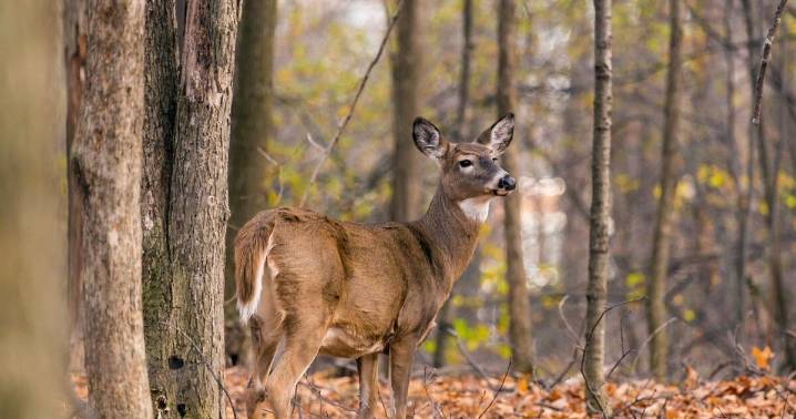 West Virginia mails permits for limited antlerless deer hunts
