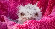 Muppet-like chicks hatch at sanctuary