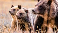 Yellowstone Biologists Sound The Alarm Over Latest Grizzly Bear Record No One Wants To Hear