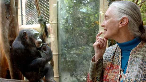 Jane Goodall, who shaped the world's knowledge of chimpanzees, dies at 91