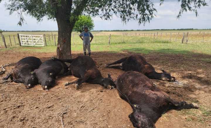 Un rayo mató cinco vacas y un ternero en un campo de Quehué