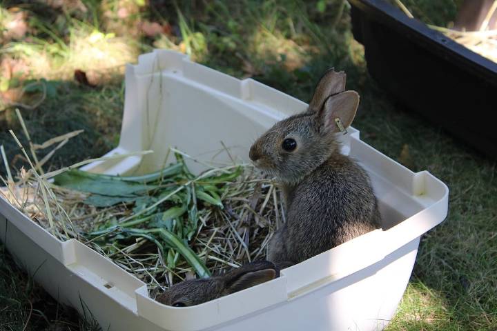 Breeding Program at Queens Zoo Helps Restore Vulnerable Rabbit Species