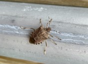 Louisville’s cold weather can drive stink bugs inside your home