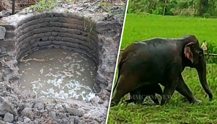 Elephant Calf Rescued From Abandoned Well In Dhenkanal