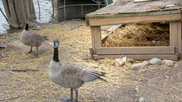 DNR lifts kill order for sanctuary's flightless wild ducks, geese