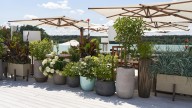 Charlie Albone: A guide on how to turn around your failing potted plants
