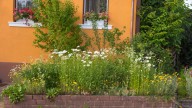 The Magnificent Bird You Can Attract To Your Yard With Native Gardening