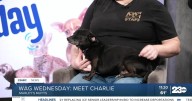 Wag Wednesday: Meet Charlie from Marley's Mutts!