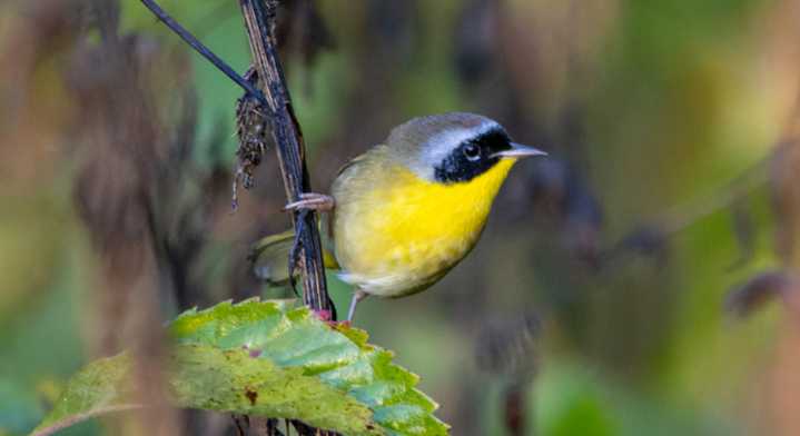 Peak migration is here, and along with it perils for migratory birds such as the common yellowthroat